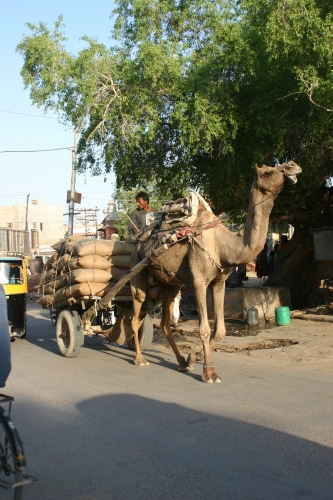 INDE014.jpg