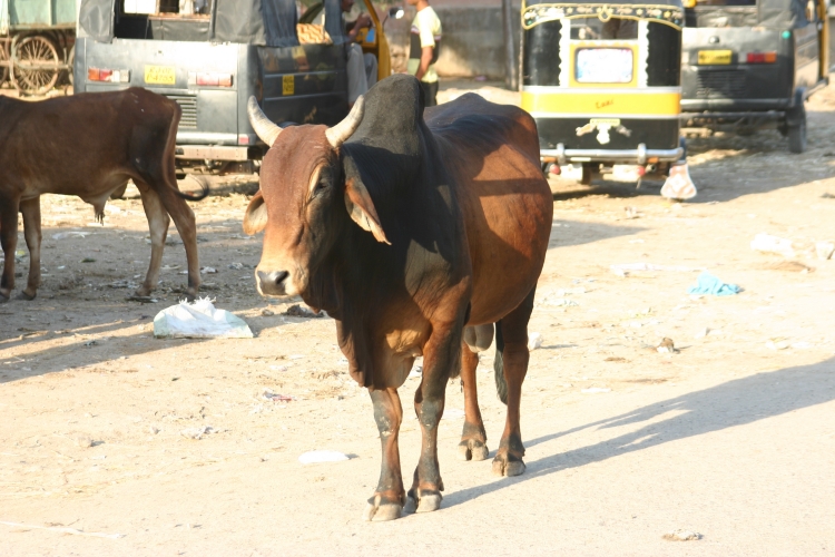 INDE015.jpg